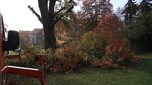 Mein Freund der Baum