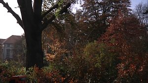 Mein Freund der Baum