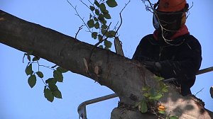 Mein Freund der Baum