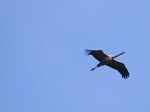 Kraniche am Stausee Kelbra