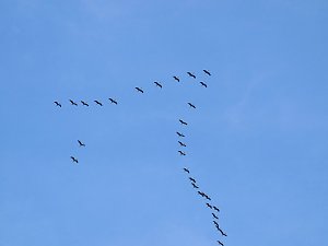 Kraniche am Stausee Kelbra