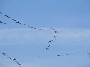 Kraniche am Stausee Kelbra