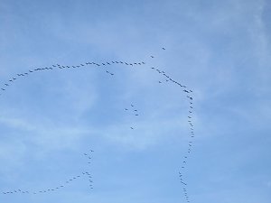 Kraniche am Stausee Kelbra