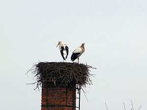 Kein Bock auf Afrika - Eltern bleiben hier