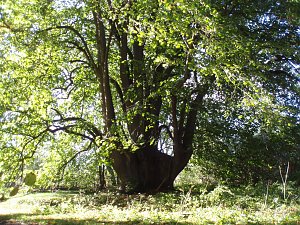Dieser knapp 600 Jahre alte Holländische Lindensolitär schmückt die Zufahrt zum Hauptflügel von Utterode.