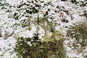 Unterwegs im Harz