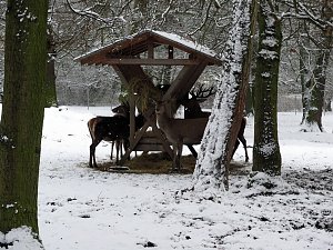 Winter im Park