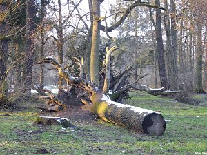 Mit dem Teleobjektiv im Stadtpark