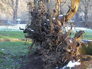 Mit dem Teleobjektiv im Stadtpark
