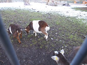 Mit dem Teleobjektiv im Stadtpark