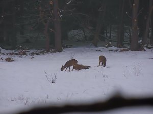 Im Harz unterwegs