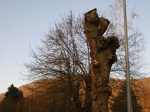 Kreative B&auml;ume