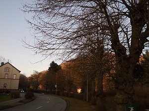 Kreative B&auml;ume