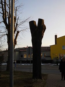 Kreative B&auml;ume