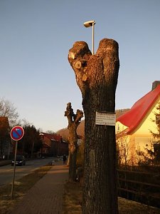 Kreative B&auml;ume