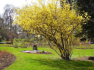 Saisoner&ouml;ffnung im Sangerh&auml;user Rosarium