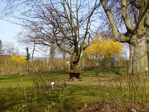Saisoner&ouml;ffnung im Sangerh&auml;user Rosarium