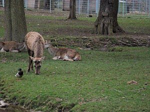 "Untergang" im Park