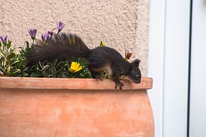 Tierische Mitbewohner