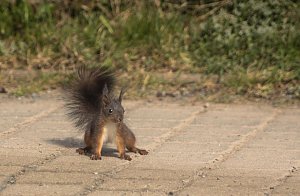 Tierische Mitbewohner