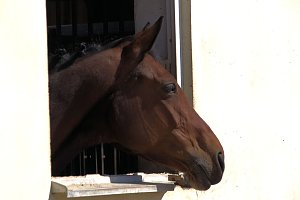 5. Hoffest und Reitturnier in Wollersleben