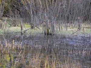 Moore, Hexen und Harz