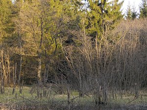Moore, Hexen und Harz