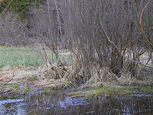 Moore, Hexen und Harz