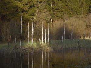 Moore, Hexen und Harz