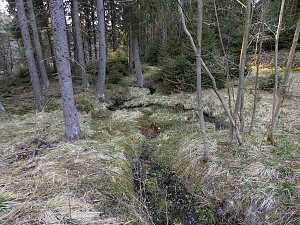 Moore, Hexen und Harz