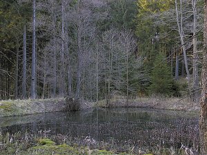 Moore, Hexen und Harz