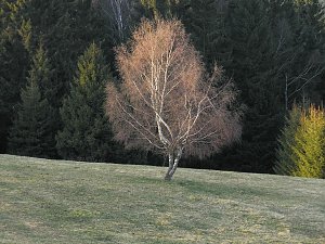 Moore, Hexen und Harz