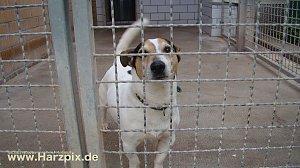 Tierheim Nordhausen