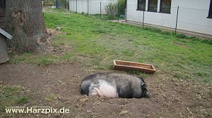 Tierheim Nordhausen