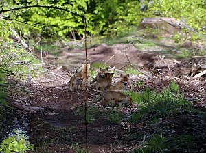Ein schönes Stück Natur beim Abendspaziergang mit der Kamera im Wülfingeröder Wald