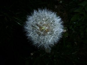 Bl&uuml;tenpracht in der Nordh&auml;user Nacht