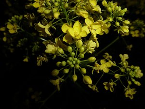 Bl&uuml;tenpracht in der Nordh&auml;user Nacht