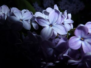 Bl&uuml;tenpracht in der Nordh&auml;user Nacht