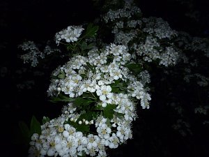 Bl&uuml;tenpracht in der Nordh&auml;user Nacht