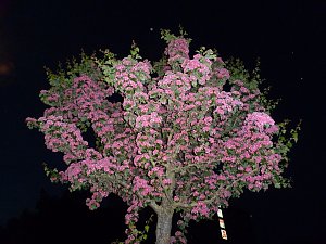 Bl&uuml;tenpracht in der Nordh&auml;user Nacht