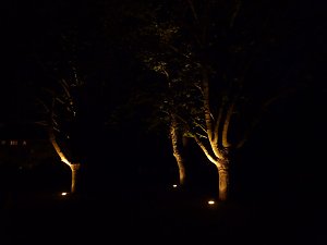 Bl&uuml;tenpracht in der Nordh&auml;user Nacht
