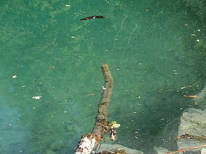 Der Blaue See
