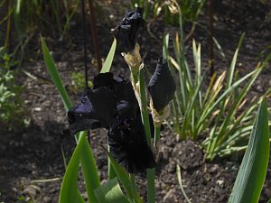 Landesgartenschau in Schmalkalden