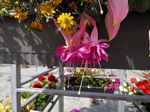 Landesgartenschau in Schmalkalden