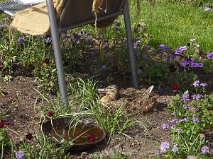 Landesgartenschau in Schmalkalden
