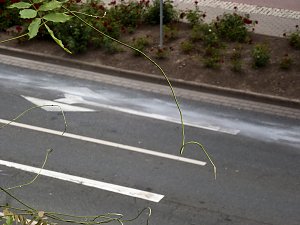 Ölspur beseitigt
