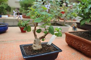 Fern&ouml;stliche Kunst in Gr&uuml;n - Bonsai-Ausstellung in der Echte Nordh&auml;user Traditionsbrennerei