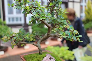 Fern&ouml;stliche Kunst in Gr&uuml;n - Bonsai-Ausstellung in der Echte Nordh&auml;user Traditionsbrennerei