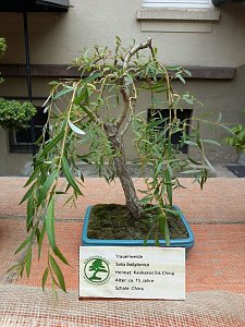 Bonsai in der Brennerei