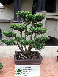 Bonsai in der Brennerei